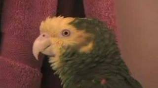 Parrot talkingsinging [upl. by Ibrek]