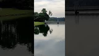 Lake view Upper Peirce Reservoir Park reservoir walk singapore [upl. by Astera]