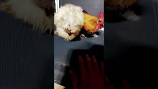 Too cuuute funny cute chicken viral [upl. by Dympha]