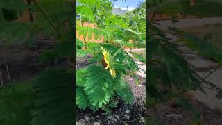 Growing a royal poincianaDelonix regia in Northern California Zone 9B DelonixRegia [upl. by Arty60]