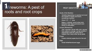 Managing Wireworms in Root Crops  Research Nugget [upl. by Okin]