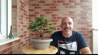 Cómo hacer un BONSAI de Chamaecyparis Obtusa Nana [upl. by Arriaes]