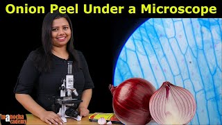 Onion Peel Under the Microscope  How to Prepare Stained Temporary Mount of Onion Peel [upl. by Becht]