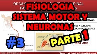 Video de Fisiologia Sistema Motor y Reflejos  Huso Muscular  Motoneuronas [upl. by Ahsian]