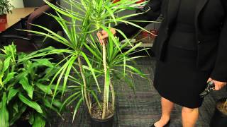 Pruning Marginata Plants  Gardening amp Plant Care [upl. by Kragh]