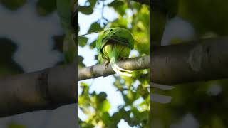 Wild Alexandrine Parrot Natural Sounds part1 [upl. by Ettennad197]