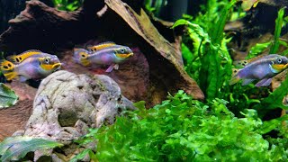 Пельвикахромисы и киллифиш  Pelvicachromis taeniatus quotNigeria Redquot killifish and other [upl. by Chic]