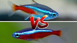 Cardinal Tetra vs Neon tetra – WHICH IS BETTER [upl. by Iveel]