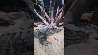 THE SPINY TAILED iguana iguana reptiles animallover shorts shortvideo [upl. by Beaumont]