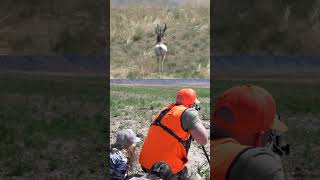 Pronghorn Shot at 300 Yards w 6 Creedmoor Perfect Heart Shot [upl. by Maharba]