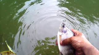 Nilotica Fish  Tilapia Fish  তেলাপিয়া মাছ [upl. by Nylirak]