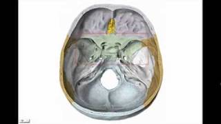 CRANEO 3  ESFENOIDES Diagnostico X [upl. by Atinat]