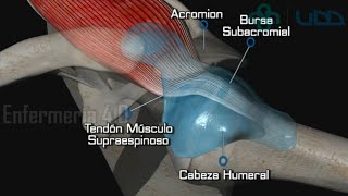 🌟EXAMEN DE LAS EXTREMIDADES SUPERIORES🌟 [upl. by Odinevneib761]