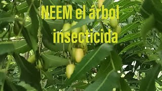 Arbol de NEEM un regalo grandioso de la naturaleza como insecticida [upl. by Yaniv]