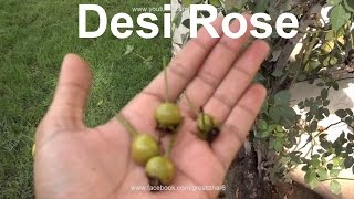 How to Grow Rose From Seeds  Desi Rose  Seedling to Transplant  Result of 5 Months Urduhindi [upl. by Couhp664]