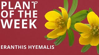 Plant Of The Week  Eranthis hyemalis  Week 5 [upl. by Gromme396]