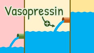 Mechanism of Action of Vasopressin  How Antidiuretic Hormone Increases Water Reabsorption [upl. by Simpkins161]