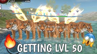 WILD ANIMALS ONLINE TIGER LV 50 [upl. by Chiaki638]