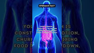 Gut Reactions Stomach Facts to Digest 🤯  facts shorts [upl. by Anilet402]