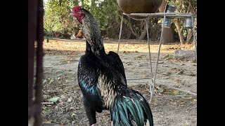 Australorp desi murg viralvideo shortvideo [upl. by Attenal]