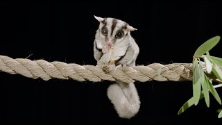 Spotlight on Sugar Gliders [upl. by Loferski]