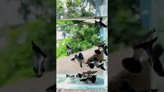 Blue Bay Guppies 💙 shortvideo shortsvideo [upl. by Anilave180]