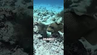 ¡Batalla en el Mar Pez Gatillo Titán vs Calamar 🐟🦑✨ shorts [upl. by Davide364]