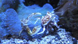 Porcelain Anemone Crab Neopetrolisthes maculosus [upl. by Dayle]