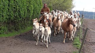 Trailer Pferdefleisch aus Qualproduktion in Nordamerika [upl. by Acillegna]