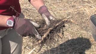 Miscanthus Propagating Rhizomes [upl. by Ednarb342]