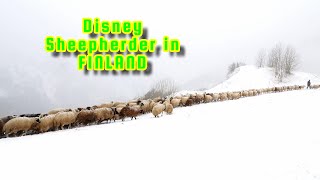 Sheepherding in Finland [upl. by Gilman]