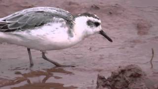 Grey Phalarope [upl. by Koss763]