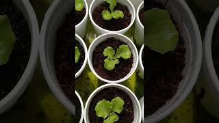 checkout my hydroponically grown lettuce kratkyhydroponics thankyouforwatching [upl. by Jemmie805]