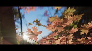 Laowa 45mm Proteus 2x Anamorphic  Fall Color [upl. by Aivonas]