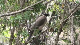 Noisy Friarbird 65 [upl. by Tiras]