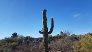 Saving a Saguaro Cactus Green Valley AZ 01252018 [upl. by Itisahc]