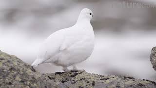 Female Rock ptarmigan calling Sarek National Park Sweden April [upl. by Pepita]