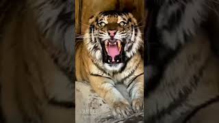 TIGRE SIBERIANO EN ACCIÓN [upl. by Belldas396]