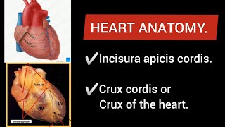 Heart Anatomy INCISURA APICIS CORDIS amp CRUX CORDIS or CRUX OF THE HEART [upl. by Emera]