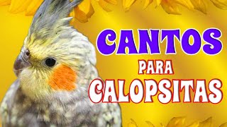 Canto de Calopsita calopsitas calopsita [upl. by Nyleahcim]