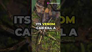 Top 3 most Venomous Creatures On Earth [upl. by Aoht]