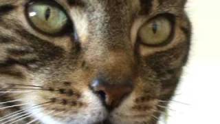 Closeup Tabby Cat Purring [upl. by Penn]