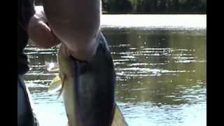 Bassin Peconic Lake  Freshwater Fish Long Island [upl. by Edd]