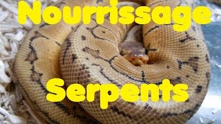 Nourrissage des serpents [upl. by Analim]