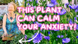 ✨This Plant Can Calm Your Anxiety 🌿 Chicory for Anxiety ✨ Digestive health ✨ Easy Tincture  More🌿 [upl. by Keel]