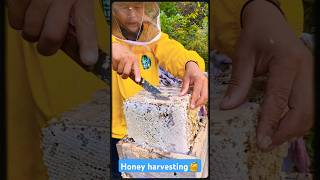 Extreme Honeycomb harvesting 🍯Harvesting honey from beehive 🐝 EP144 trending shorts satisfying [upl. by Yelruc593]