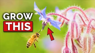 How to Plant Borage [upl. by Nasas]