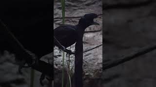 LongWattled Umbrellabird learn umbrellabird birds wildlifeeducation dallasaquarium [upl. by Pleione]