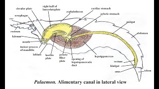 Palaemon Digestive System [upl. by Atinaj672]