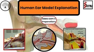 Human Ear Model Explanation  OSPE Preparation  Dr KS Academy [upl. by Jemy]